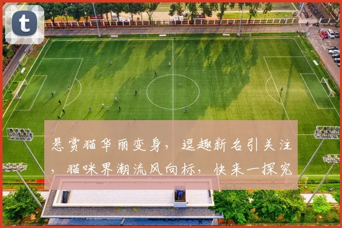 悬赏猫华丽变身，逗趣新名引关注，猫咪界潮流风向标，快来一探究竟